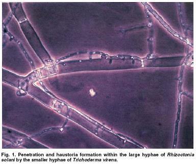 de Rhizoctonia solani pelo fungo Trichoderma