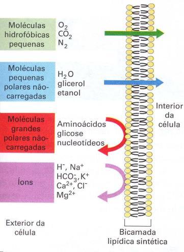 TRANSPORTE PASSIVO Difusão Simples Concentração Tamanho da molécula Lipossolubilidade O2, CO2, vitaminas lipossolúveis. Moléculas hidrossolúveis somente as muito pequenas e sem carga.