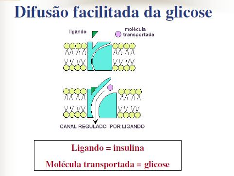 Difusão facilitada: ocorre via canais.