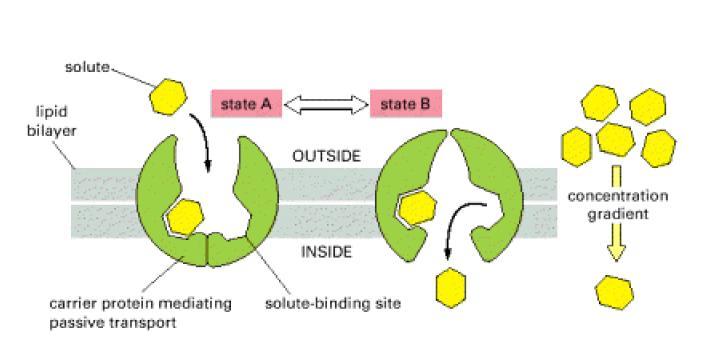 Proteína carreadora Osmose Fluxo de água de um compartimento com menor concentração de soluto para um
