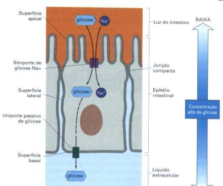 COTRANSPORTE -SIMPORTE Cotransportes Células do intestino tem