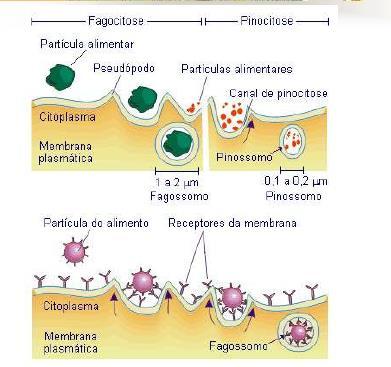 Pinocitose É um processo mais delicado do que a fagocitose sendo difícil sua observação ao