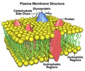5. Membrana Celular