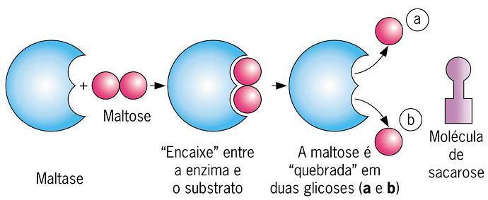 Mecanismo de ação enzimática As enzimas são altamente específicas e, geralmente, possuem um único tipo de substrato; A grande