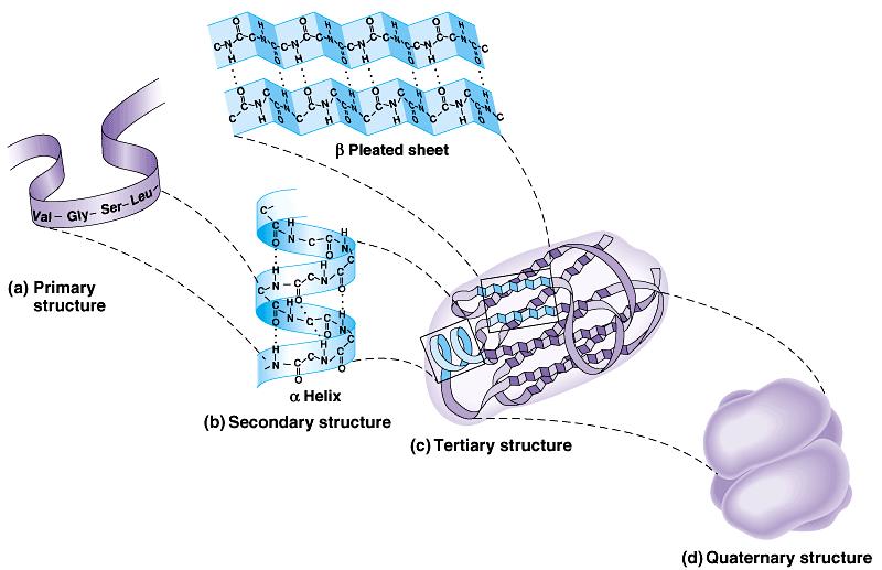Estrutura de Proteínas (review) várias cadeias interações