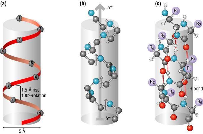 Estrutura Secundária: hélice α hélice 3,6 aminoácidos por volta passo = 5.