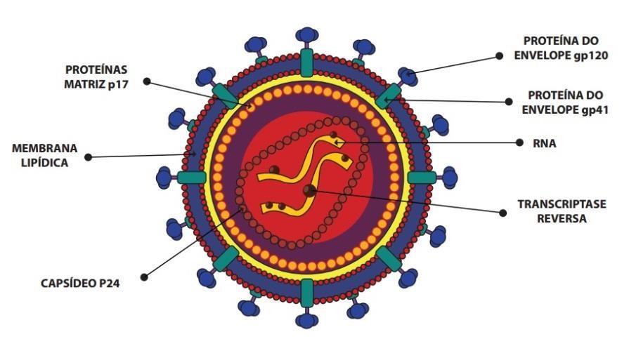 18 FIGURA 1 - Estrutura do vírus da Imunodeficiência Humana (HIV) Fonte: BRASIL, 2013.