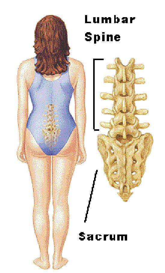 3 A coluna vertebral é uma estrutura flexível composta por 33 vértebras, localizadas em regiões distintas, a saber, região Cervical, Região Torácica ou Dorsal, Região Lombar e Região Sacro e cóccix.