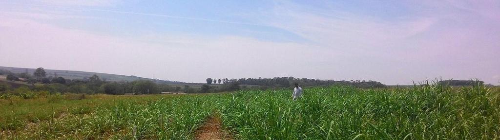 INTRODUÇÃO O aumento da produção de cana-de-açúcar no Brasil não passa necessariamente pela ampliação da área cultivada, apesar da disponibilidade de terras cultiváveis existentes em todos os estados
