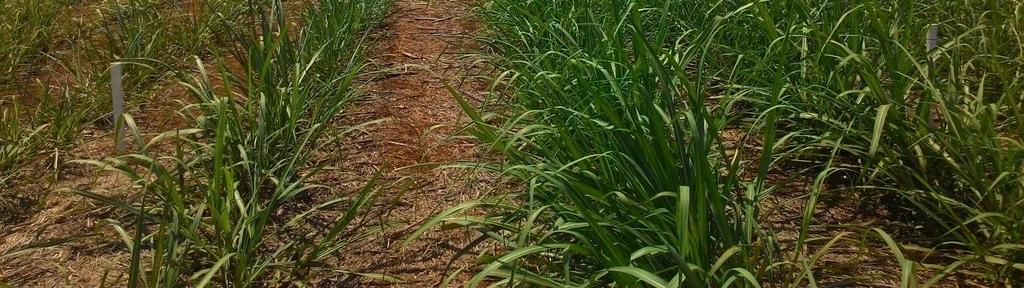 Para isso existem outros caminhos como, por exemplo, o desenvolvimento de novas cultivares, modo de plantio e implantação da tecnologia da irrigação em áreas cultivadas com cana-de-açúcar.