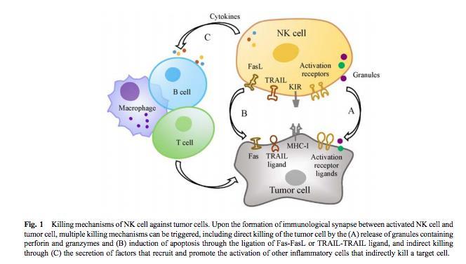 O papel das células NK As células NK ativadas podem matar células tumorais diretamente e ativando o sistema imune.