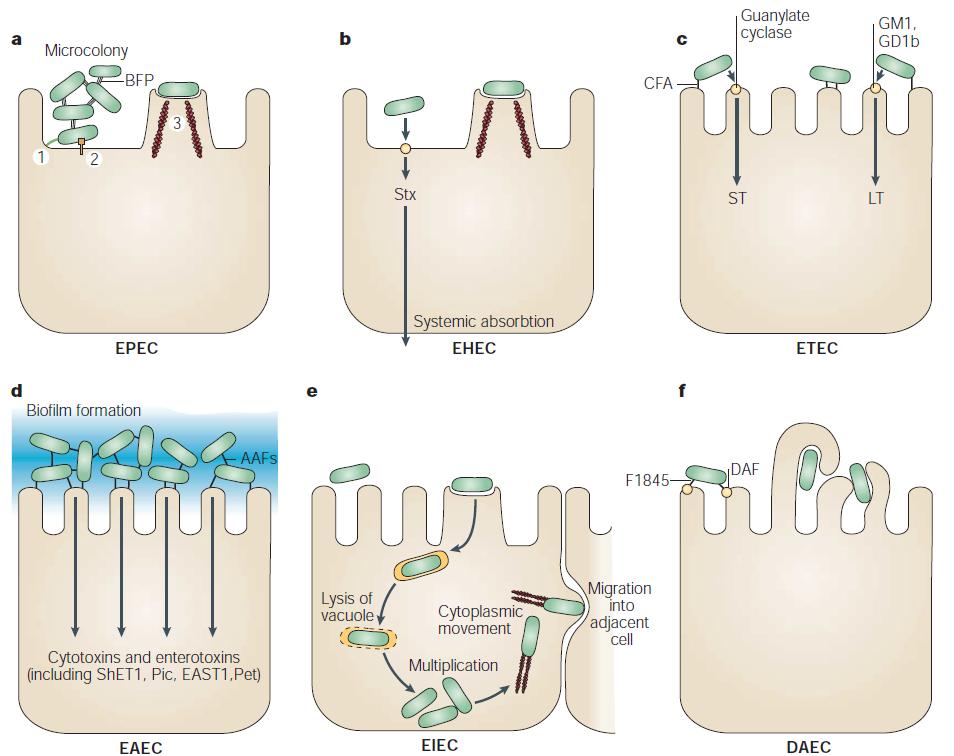 17 FIGURA 1 - ESQUEMA DE PATOGENICIDADE DOS PATOTIPOS DE Ecoli DIARREOGENICAS FONTE: KAPER, J B; NATARO, J P; MOBLEY, H L Pathogenic Escherichia coli Nat Rev Microbiol, v 2, n 2, p 123-40, 2004;