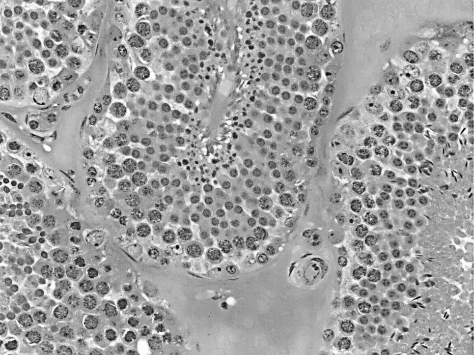 Figura : Componentes do parênquima testicular de cutia: túbulo seminífero (TS), células de Leydig (CL), endotélio visceral da célula de célula de Leydig (EV), espaço