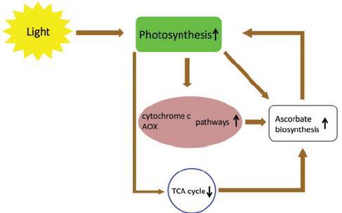 27 Figura 3 A rede ascorbato - fotossíntese - respiração - ciclo TCA. Fonte: SZARKA et al., 2013.