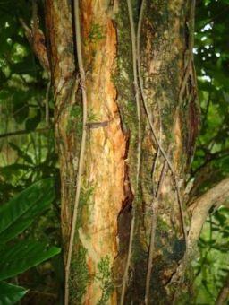 40 A B C FIGURA 12: A- Campomanesia guazumifolia, detalhe: tronco tortuoso com casca suberosa que se desprende em várias camadas. B- Campomanesia guazumifolia, detalhe: indumento foliar.