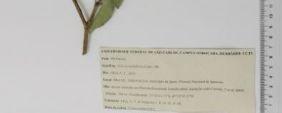 B- Myrcia multiflora, material herborizado examinado: A.T.