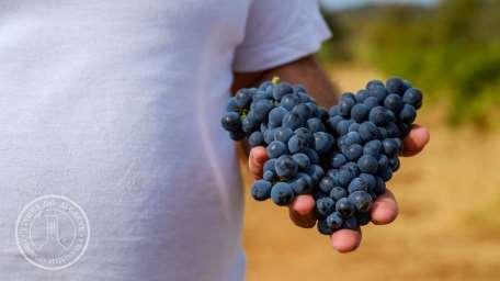 LABORATÓRIO DE ENOLOGIA NA CVA Integrado no projeto Algarve Wines & Spirits, cofinanciado pelo CRESC Algarve/Portugal 2020, foi implementado o 1º Laboratório de Enologia do Algarve.