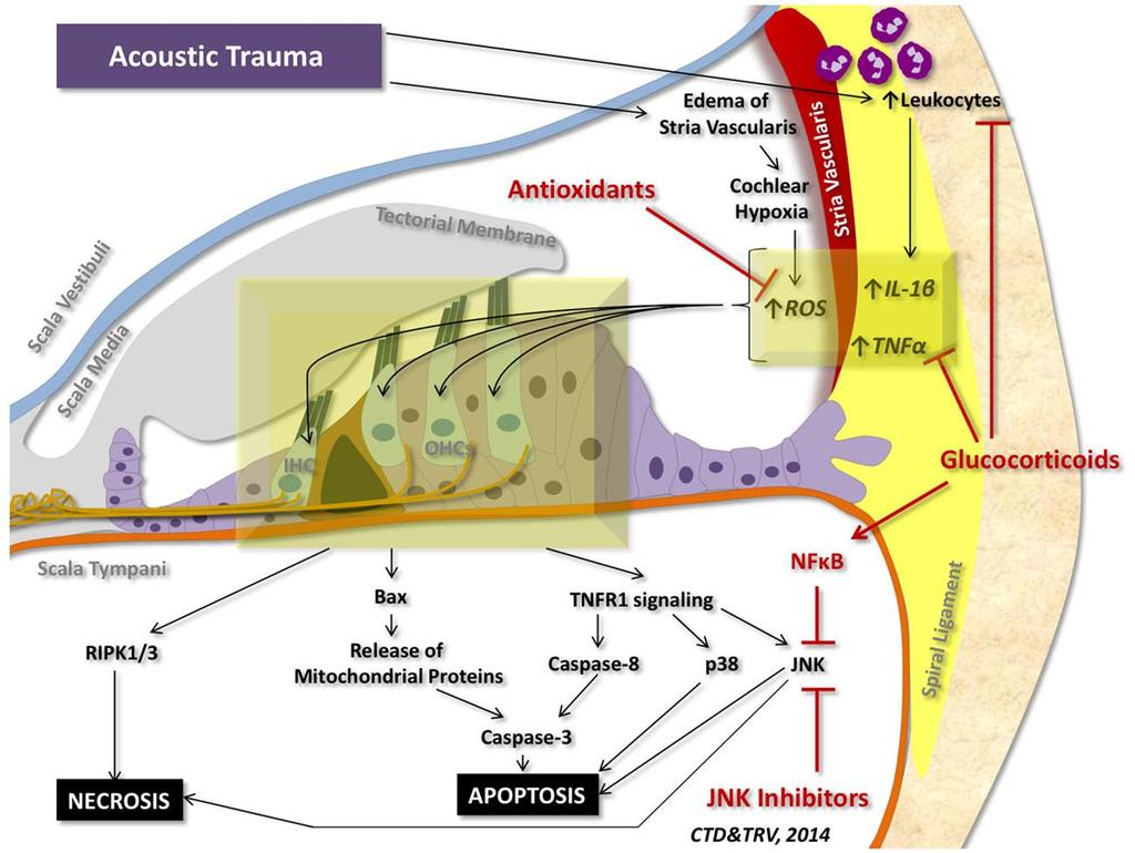 Morte celular após trauma acústico Figure 4. Cell death signaling following acoustic trauma.