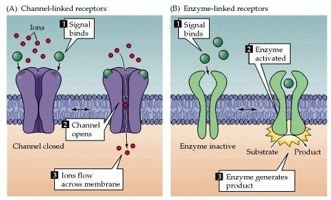 iônicos (B) Receptores ligados a enzimas (C) Receptores