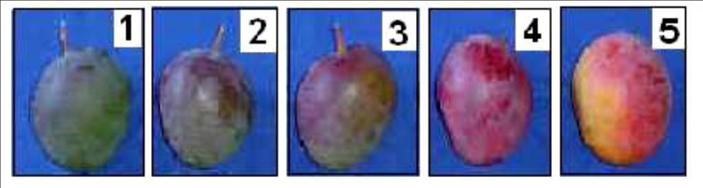 Figura 1 Coloração da casca do fruto em função do estádio de maturação: 1 totalmente verde; 2 75% verde e 25% roxa; 3 50% vermelho arroxeado e 50% verde, 4 25% verde e 75% vermelho; 5 25% amarela e