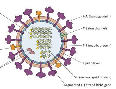 Hemaglutinação (HA) Alguns vírus possuem estruturas capazes de se ligar a receptores específicos de hemácias de determinadas