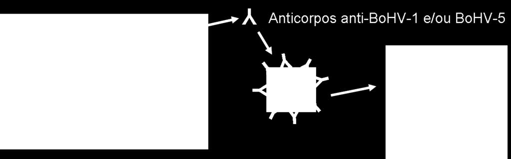 sensível, especifica, qualitativa e quantitativa Anticorpos