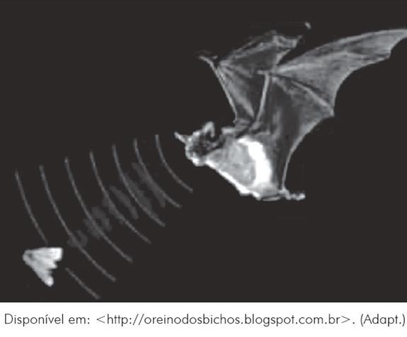 Exercício 3 (Unesp 2015) Em ambientes sem claridade, os morcegos utilizam a ecolocalização para caçar insetos ou localizar obstáculos.