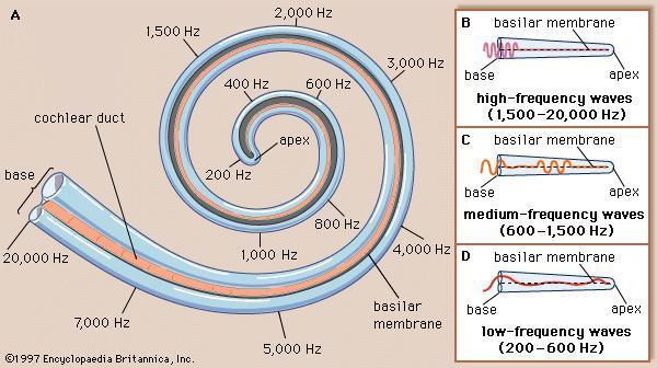 eles estão ligados à membrana timpânica e articulados entre si, formando um sistema de alavanca, que é o sistema tímpano-ossicular, este mecanismo amplifica o som em até 1,3 vezes.