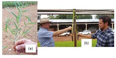 Figura 1 Fotografia da muda nua de capim Tifton (a) e de outros tipos de de capim na forma de muda com terra na raiz produzida em estufas (b).