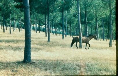 PRODUÇÕES POR HECTARE SEM ÁRVORES (1,70 X 3 m) 48