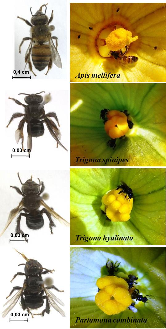 4 Visitantes Florais e Potenciais Polinizadores da Aboboreira (Cucurbita pepo L.) no Distrito Federal Figura 5. Espécies de abelhas coletadas nas flores da aboboreira Cucurbita pepo L.