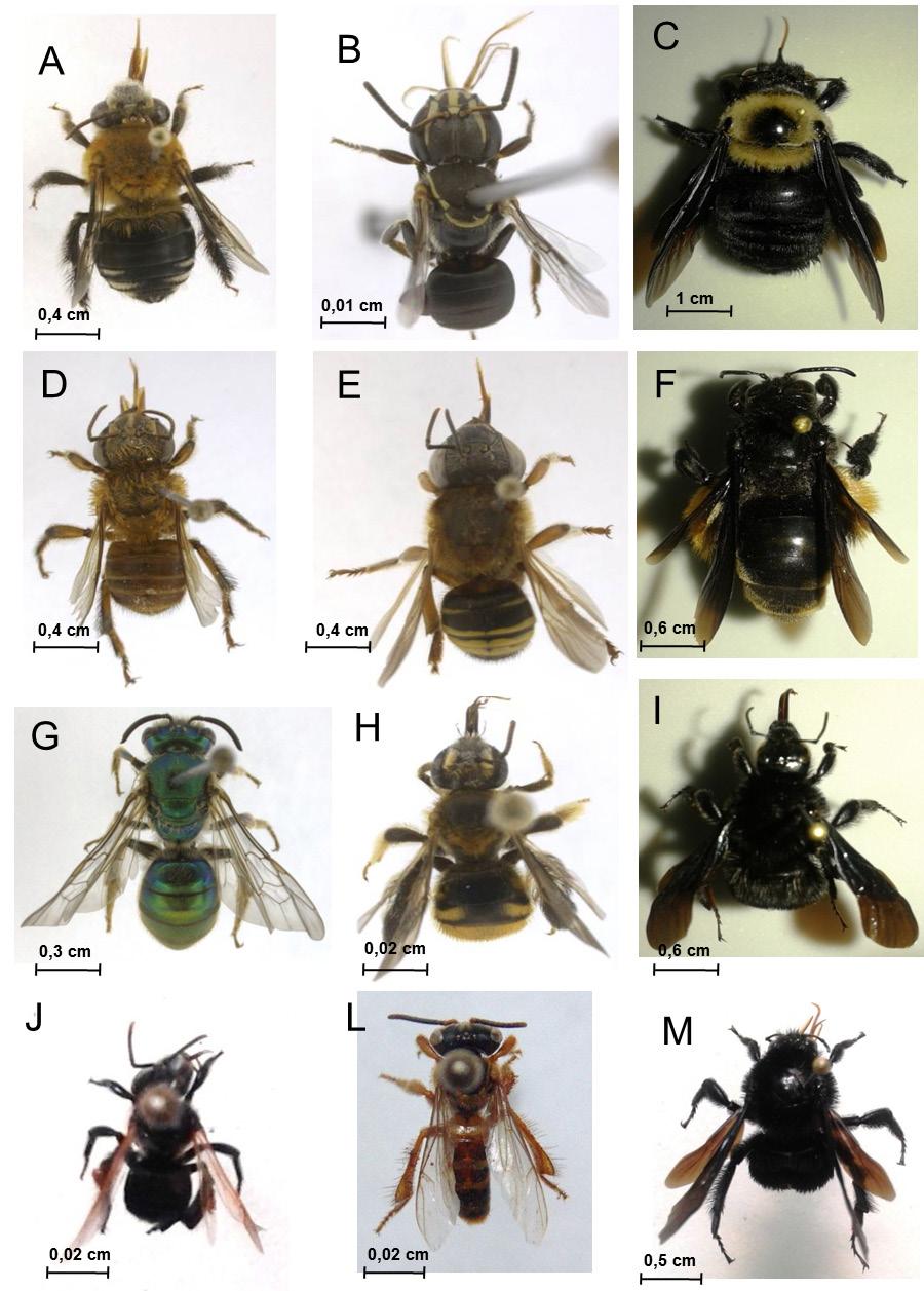 A) Peponapis fervens; B) Paratrigona lineata; C) Xylocopa grisescens; D) Melipona seminigra; E) Melipona quinquefasciata; F) Epicharis sp.