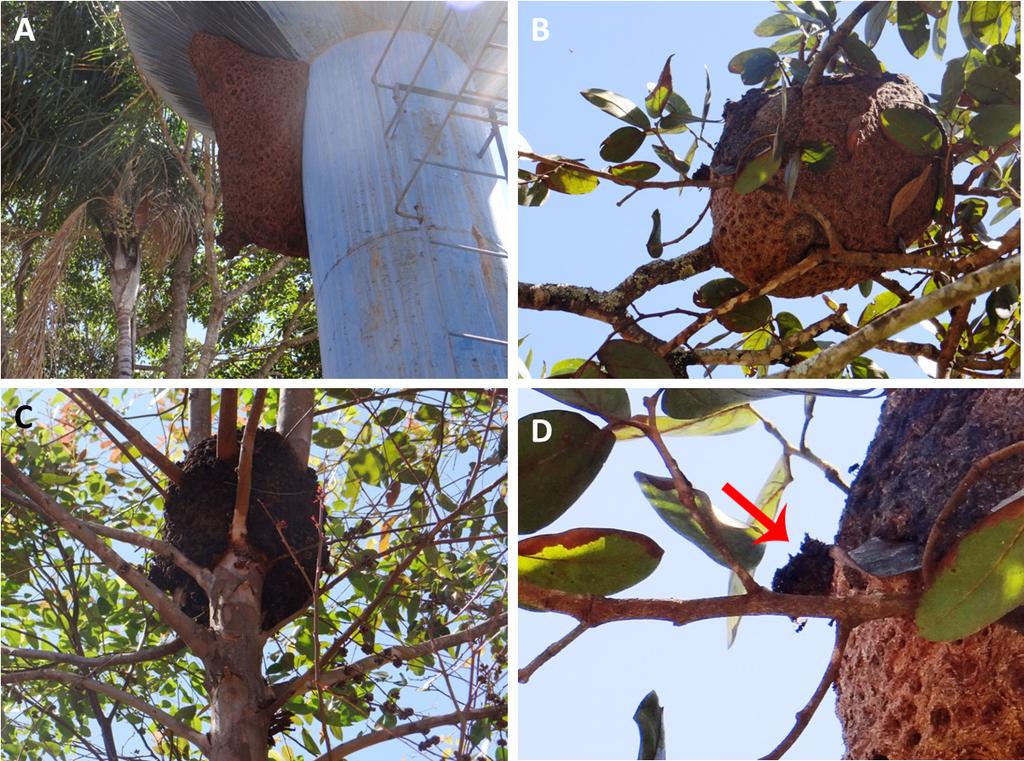 Espécies de abelhas mais abundantes coletadas nas flores da aboboreira Cucurbita pepo L  À esquerda uma foto da espécie montada em alfinete entomológico, e à direita a abelha em flores de C.