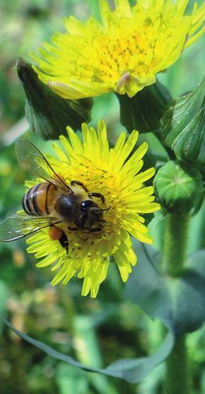 6 Visitantes Florais e Potenciais Polinizadores da Aboboreira (Cucurbita pepo L.