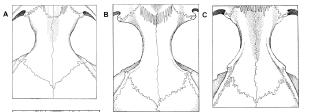 Na morfologia externa estão sendo observados: a coloração e comprimento dos pelos; o padrão de coloração e comprimento da cauda; a densidade das vibrissas; a presença e distribuição das almofadas