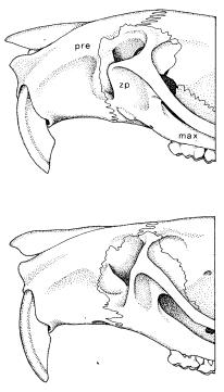 A morfologia craniana e mandibular, incluindo a morfologia dentária, será descrita de modo a identificar o padrão característico para cada táxon, buscando entender a variação intraespecífica e etária.