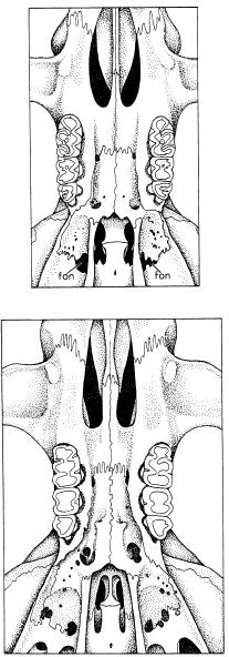 No estudo da face de oclusão dos molares serão observadas as estruturas, como a presença ou ausência do mesolofo/mesolofídeo e flexo anteromediano, entre outras, seguindo a terminologia proposta por