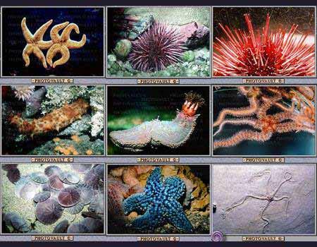 Características gerais: - Triblásticos - Celomados - Não segmentados - Simetria bilateral (larva) e radial secundária (adultos) - Deuterostômios - Endoesqueleto interno de