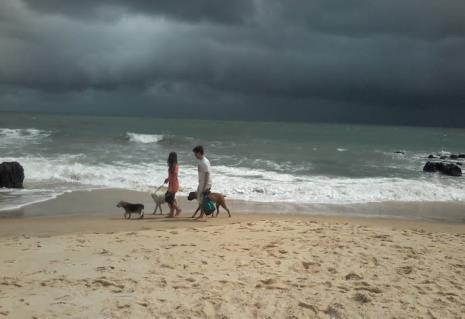 Figura 19 Fotografia registrando a presença de caninos na Praia dos artistas.