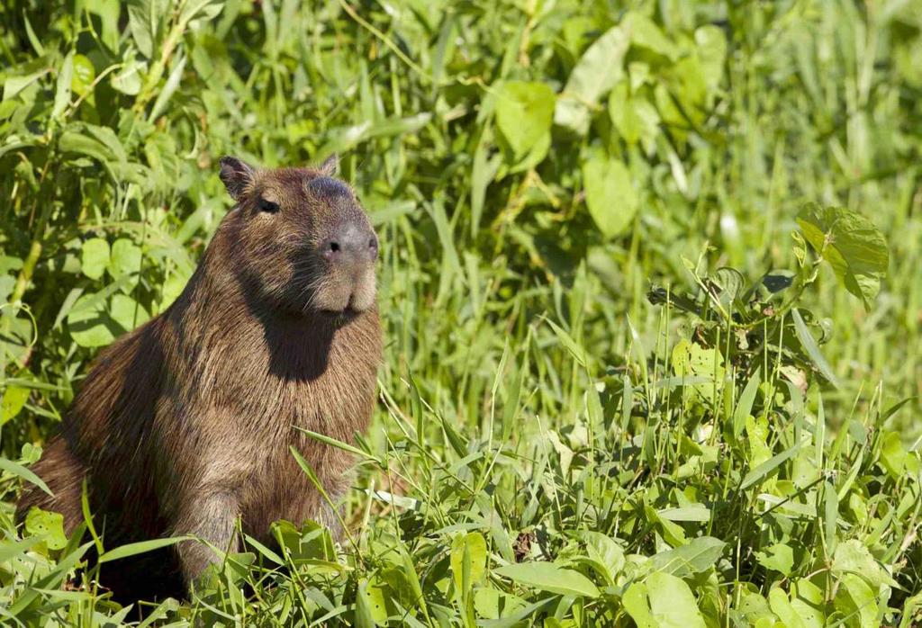 Capivara Capybara Hydrochaeris