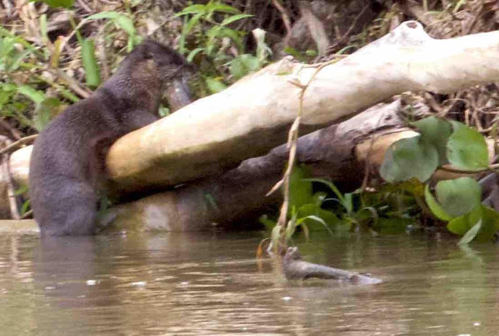 copy Lontra, Southern River Otter