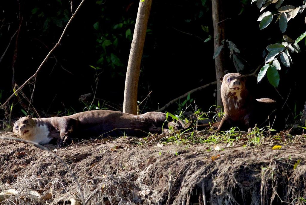 Valores semelhantes foram obtidos em ambientes sazonalmente inundáveis, mas poucos dados foram coletados para o ambiente pantaneiro, destacando-se trabalhos realizados no ambiente amazônico, como o