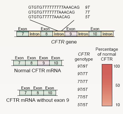 região polit no intrão 8 do CFTR e os seus efeitos ao