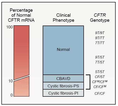 39 outra mutação causadora de FQ parece também estar associada a este fenótipo, tendo normalmente outras alterações fenotípicas associadas (Chillon, Casals et al. 1995).