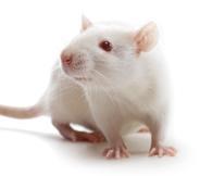 Introdução Exposição do feto de rato a uma dieta de baixa proteína: Modifica vascularização do córtex cerebral (Bennis Taleb et al.