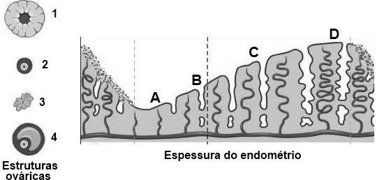 A hormona identificada com a letra B é a e é produzida. a) FSH..nos ovários b).fsh..na hipófise c).lh..nos ovários. d).lh.na hipófise.. 3.2.