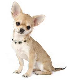 Características gerais: O chihuahua conquistou seu lugar como cachorro toy preferido por sua intença devoção ao dono.