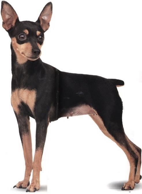 Características gerais: O Pinscher é um cão cheio de energia! Ele é curioso, corajoso, brincalhão e jovial.