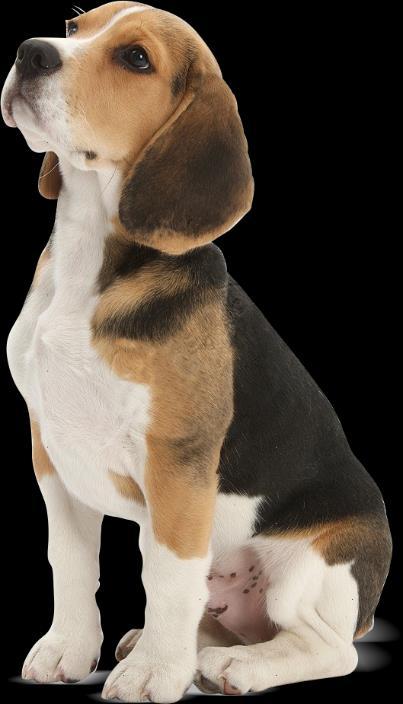 Características gerais: O Beagle é um cão muito ativo e brincalhão.
