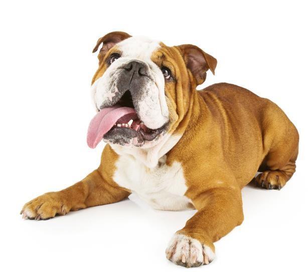 Bulldog Inglês Origem: Inglaterra. Expectativa de vida: 8 a 12 anos. Nível de energia: Baixo.